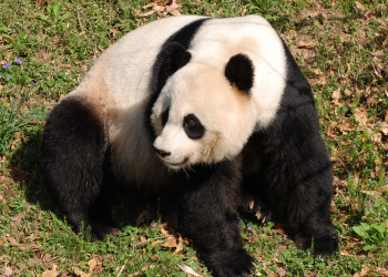 Giant pandas