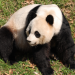 Giant pandas