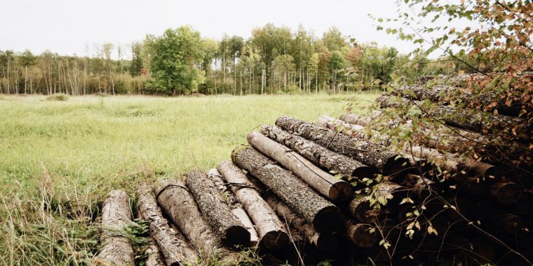 Effect of deforestation, environment and climate changes