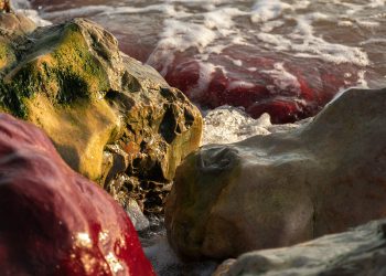  Beauty of Caño Cristales, Colombia's Liquid Rainbow, River of Five Colors