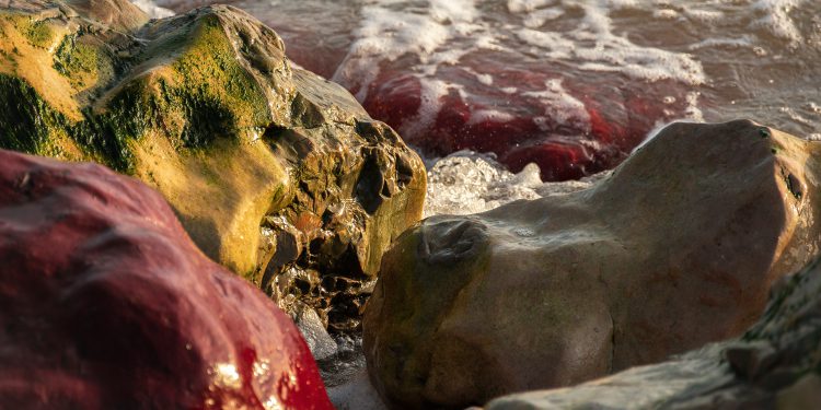  Beauty of Caño Cristales, Colombia's Liquid Rainbow, River of Five Colors