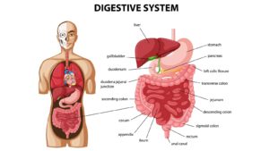 The digestive system of humans, the digestive system diseases, the digestive system definition, the digestive system diagram, the digestion system,