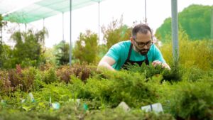 Vertical farming