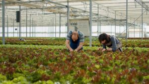 Vertical farming