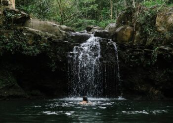 Shinrin-yoku, forest bathing in Japan