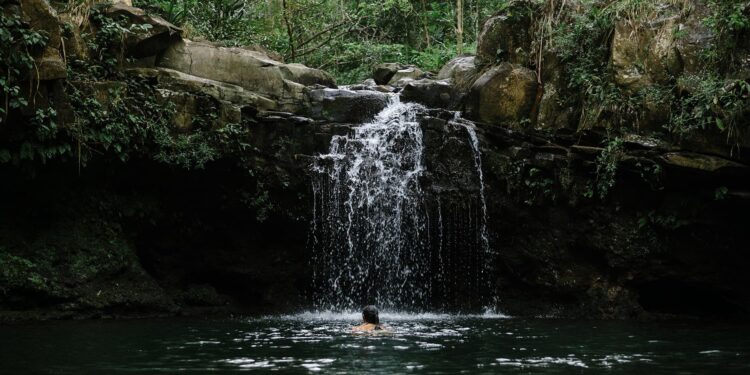 Shinrin-yoku, forest bathing in Japan