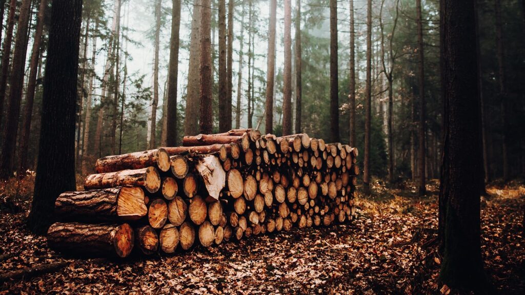 Shinrin-yoku, forest bathing in Japan