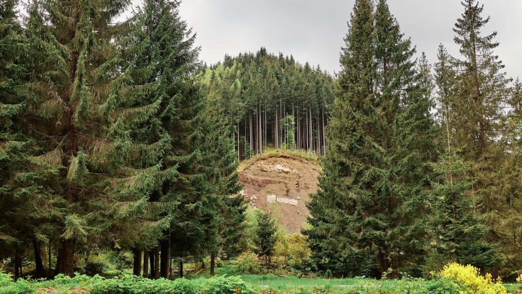 Shinrin-yoku, forest bathing in Japan