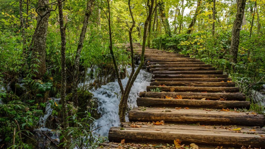 Shinrin-yoku, forest bathing in Japan